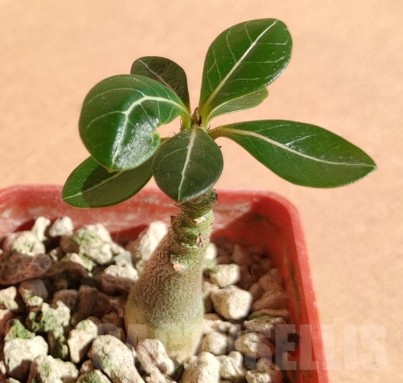 SH19058 Adenium socotranum