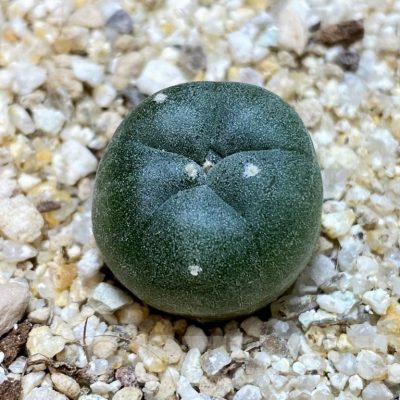 YAR24300 Anhalonium viridescens GM360, seedling