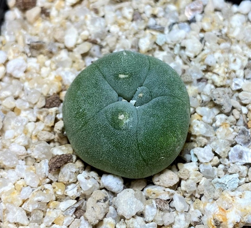 YAR24307 Anhalonium fricii MK27.82, seedling - Image 2