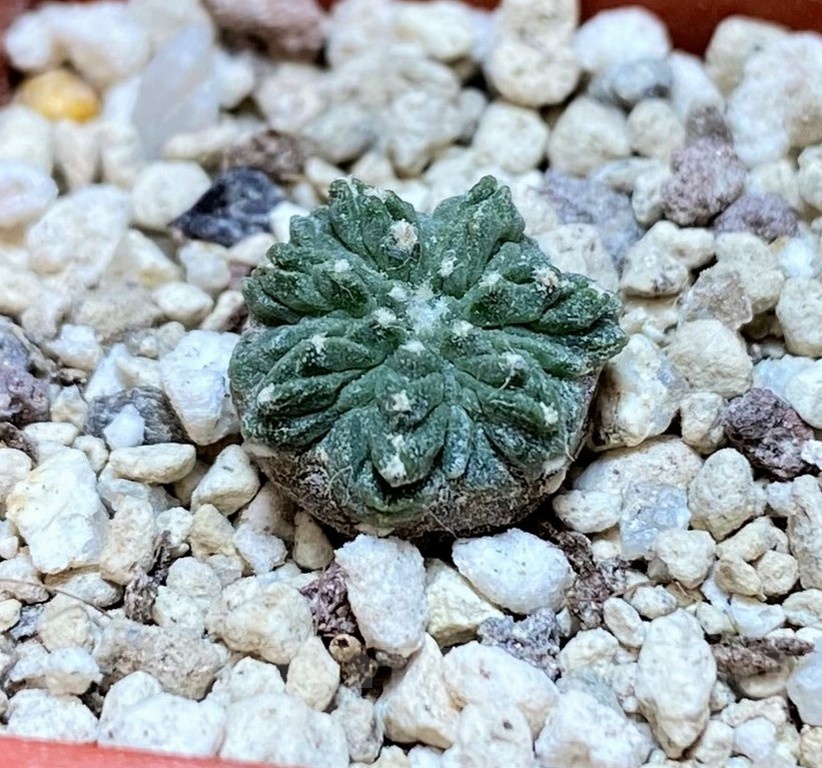 YAR24308 Aztekium ritteri -Koehres- - Image 2