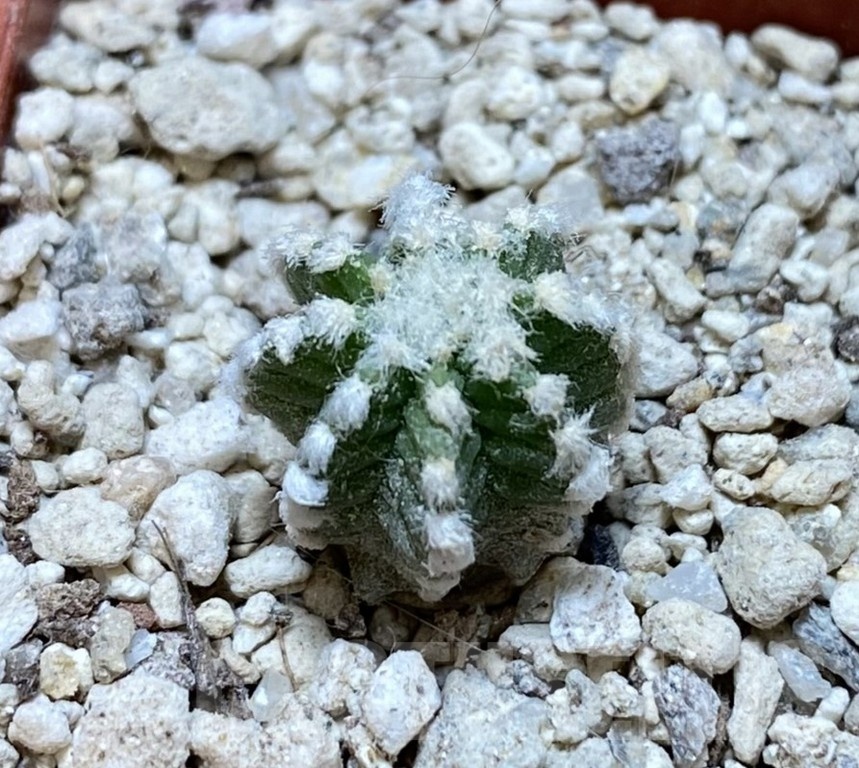 YAR24310 Aztekium hintonii GCG9763 -2km Rio San Jose-