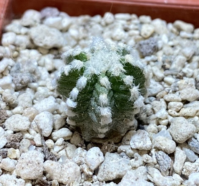 YAR24310 Aztekium hintonii GCG9763 -2km Rio San Jose- - Image 2