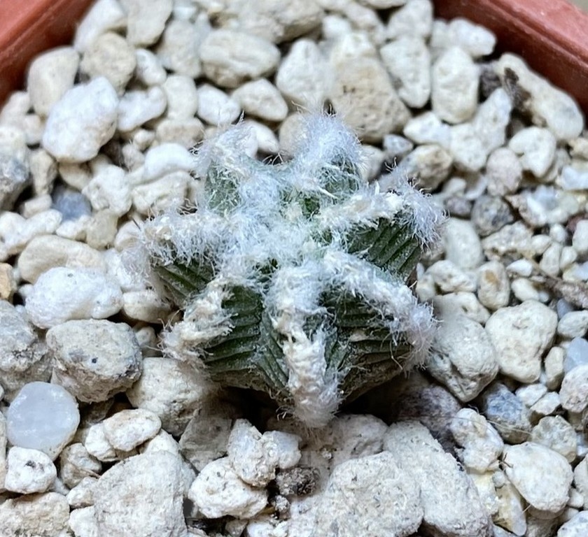 YAR24311 Aztekium hintonii GCG9763 -2km Rio San Jose-
