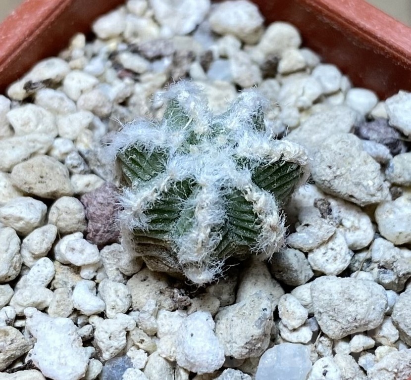 YAR24311 Aztekium hintonii GCG9763 -2km Rio San Jose- - Image 2