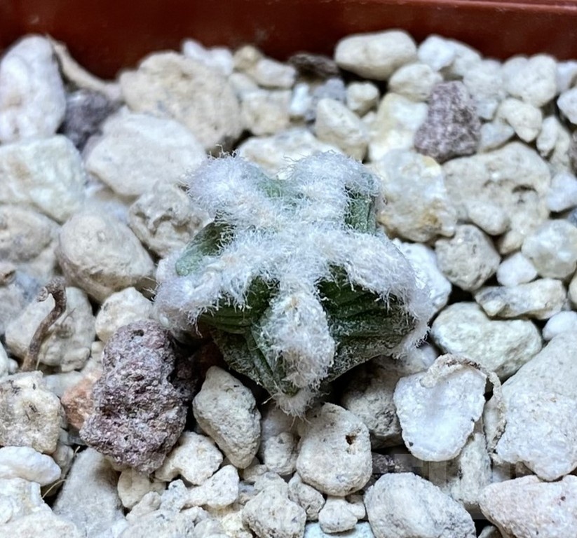 YAR24312 Aztekium hintonii GCG9763 -2km Rio San Jose- - Image 2