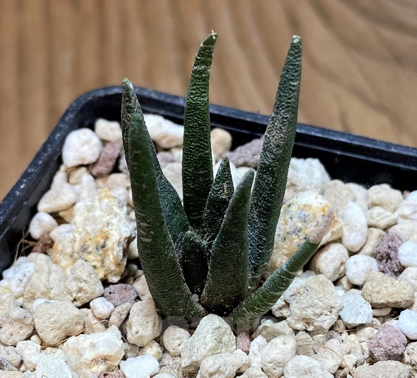 YAR24313 Ariocarpus agavoides PP 208 -Tula, Mexico- - Image 2