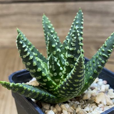 SH27397 Haworthia pumila
