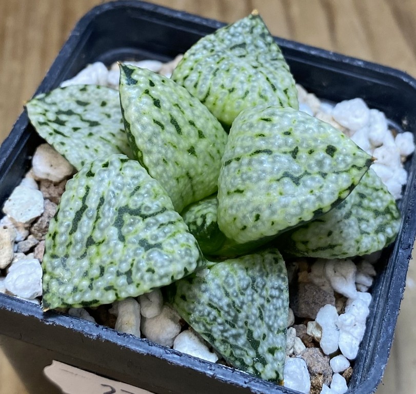 SH27398 Haworthia picta 'White Magic'
