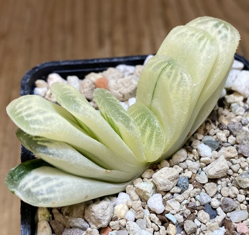 SH27400 Haworthia truncata 'Lime Green' f. variegata - Image 2