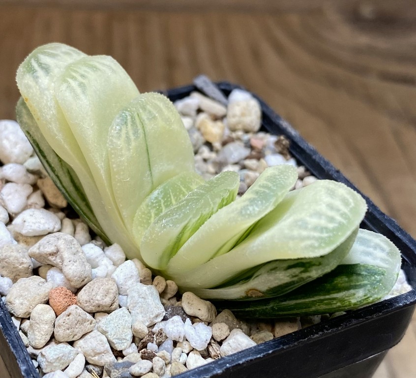 SH27400 Haworthia truncata 'Lime Green' f. variegata