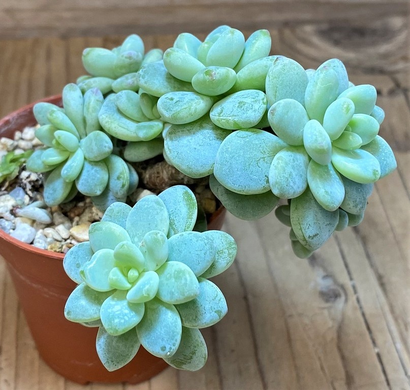 SH27363 Sedum clavatum - Image 2