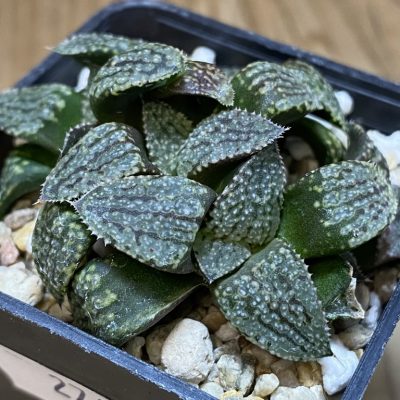 SH27403 Haworthia picta -Japan-