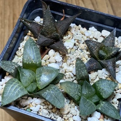 SH27404 Haworthia mix