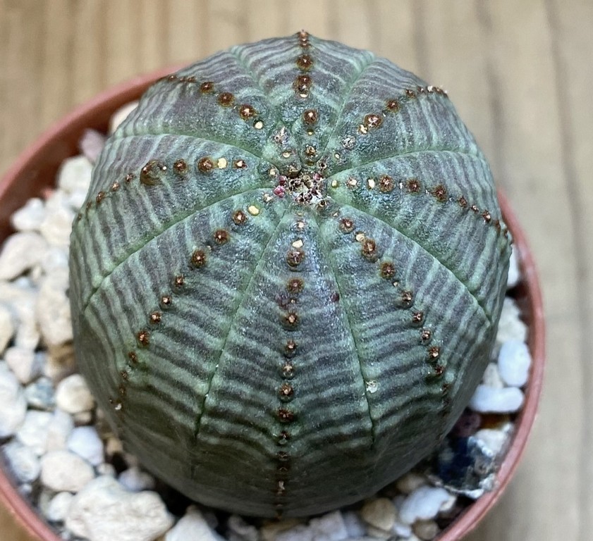 SH27410 Euphorbia obesa