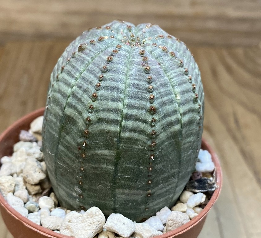 SH27410 Euphorbia obesa - Image 2