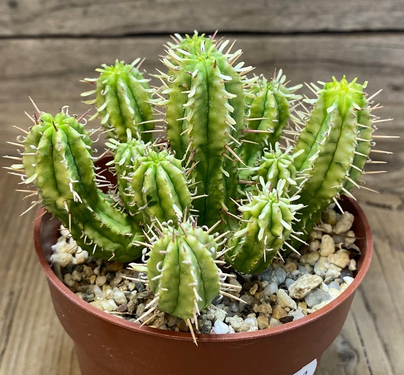 SH27413 Euphorbia aggregata f. variegata