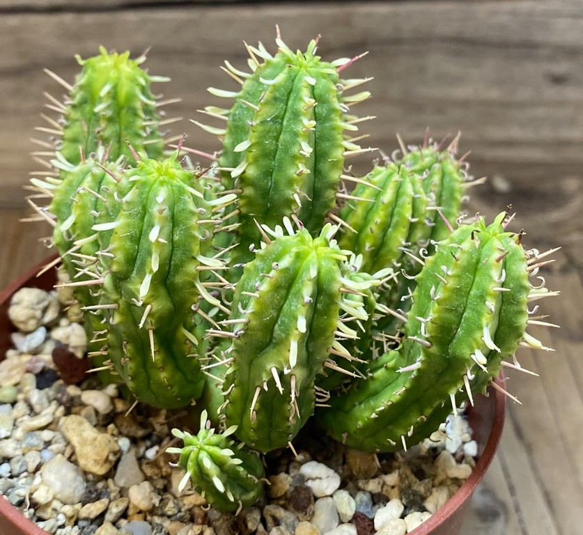 SH27413 Euphorbia aggregata f. variegata - Image 2