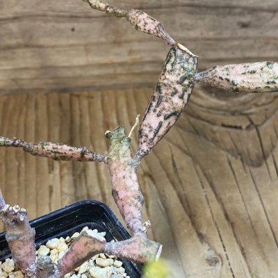 SH27414 Euphorbia platyclada
