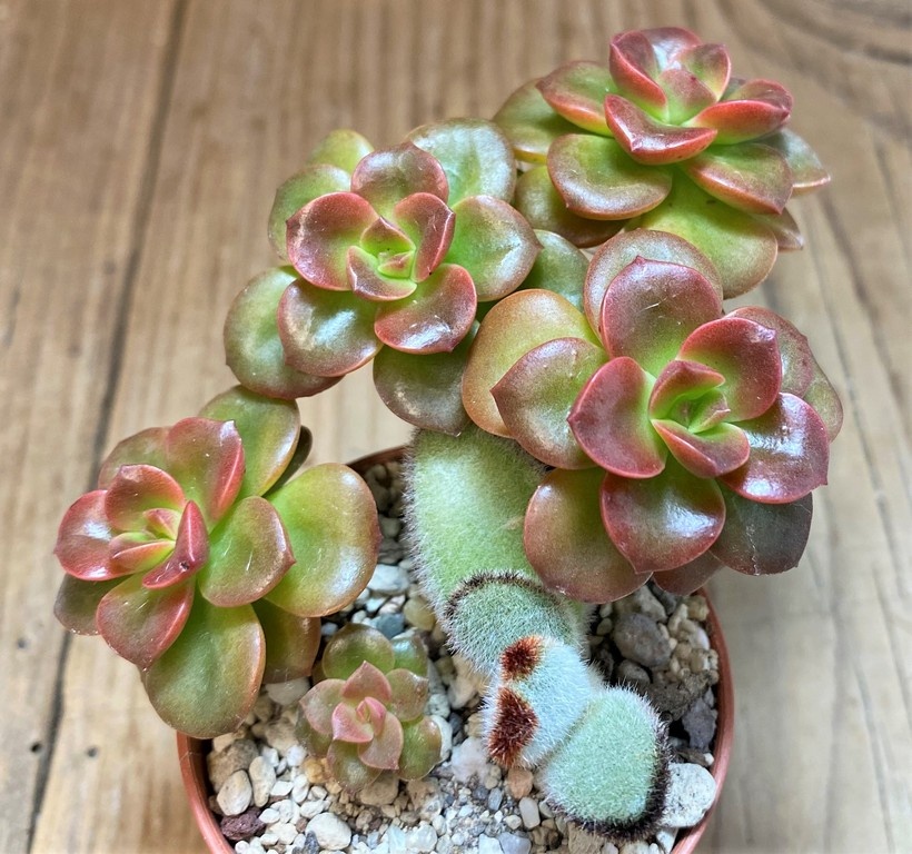 SH27365 Echeveria 'Melaco' - Image 2