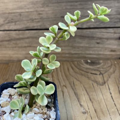 SH27415 Portulacaria afra f. variegata