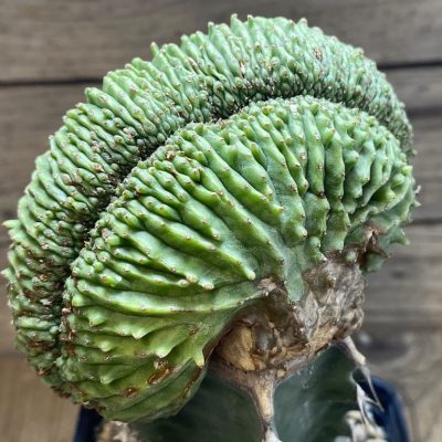 SH27416 Euphorbia obesa f. cristata, grafted