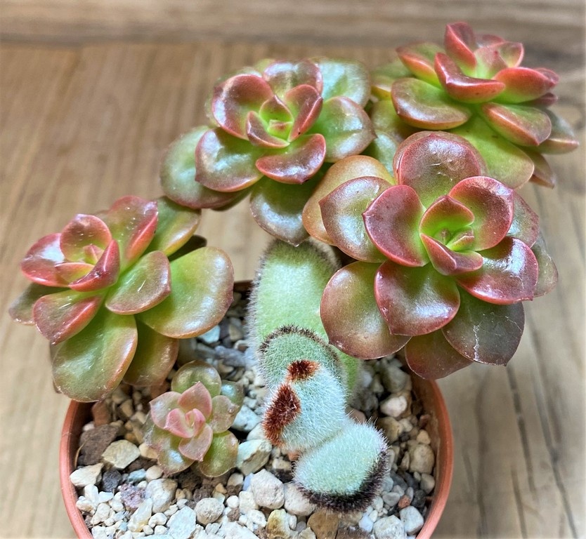 SH27365 Echeveria 'Melaco'