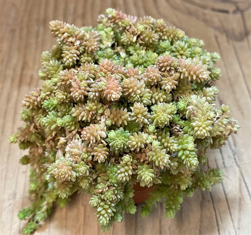 SH27359 Sedum sp.