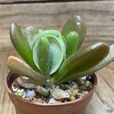 SH27372 Kalanchoe thyrsiflora ‘Monstrosa’