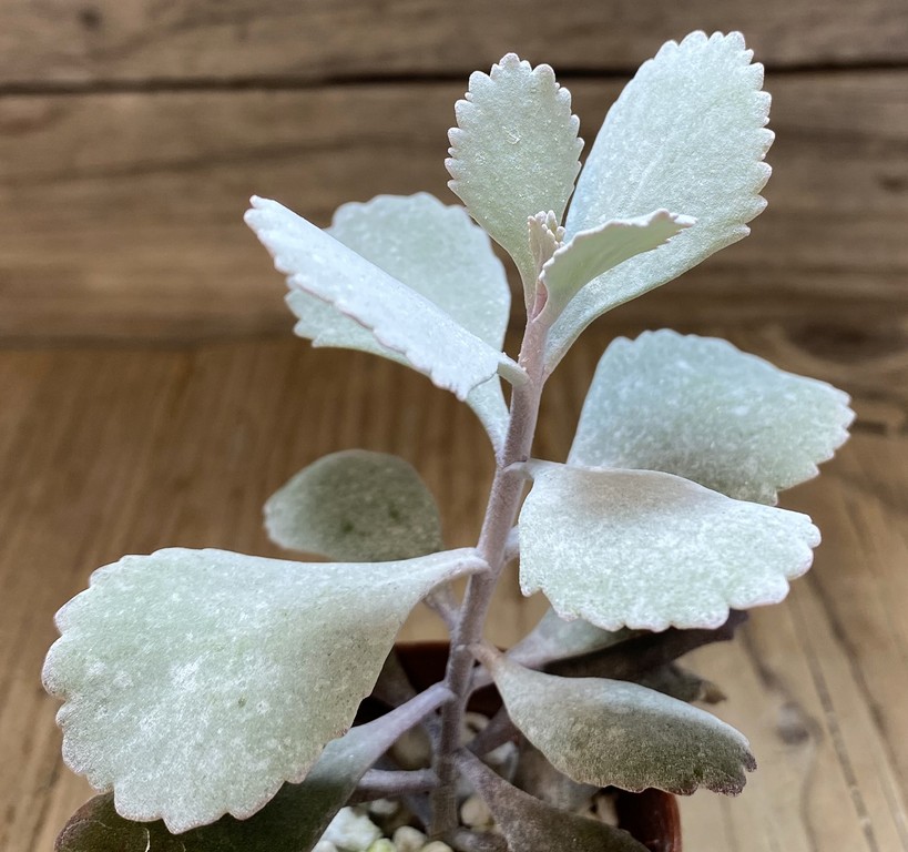 SH27373 Kalanchoe pumila
