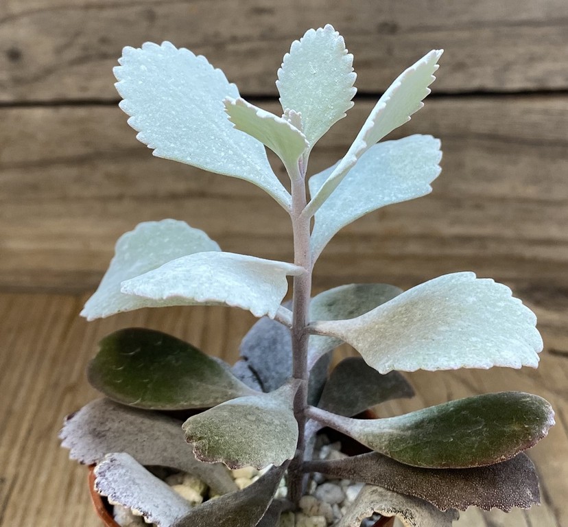 SH27373 Kalanchoe pumila - Image 2