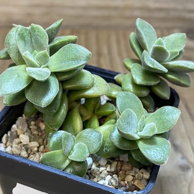 SH27377 Crassula ausensis hybrid