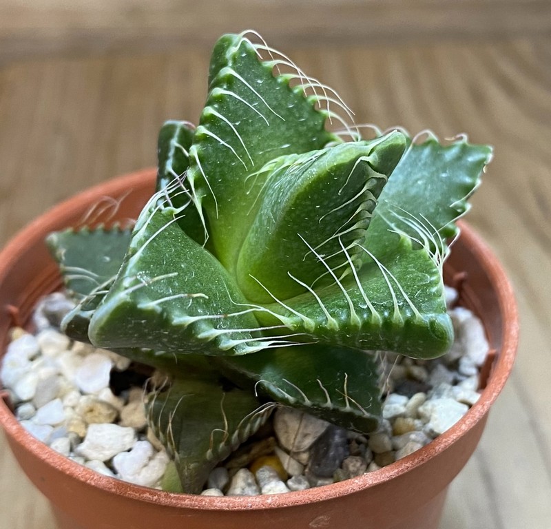 SH27378 Faucaria tigrina - Image 2