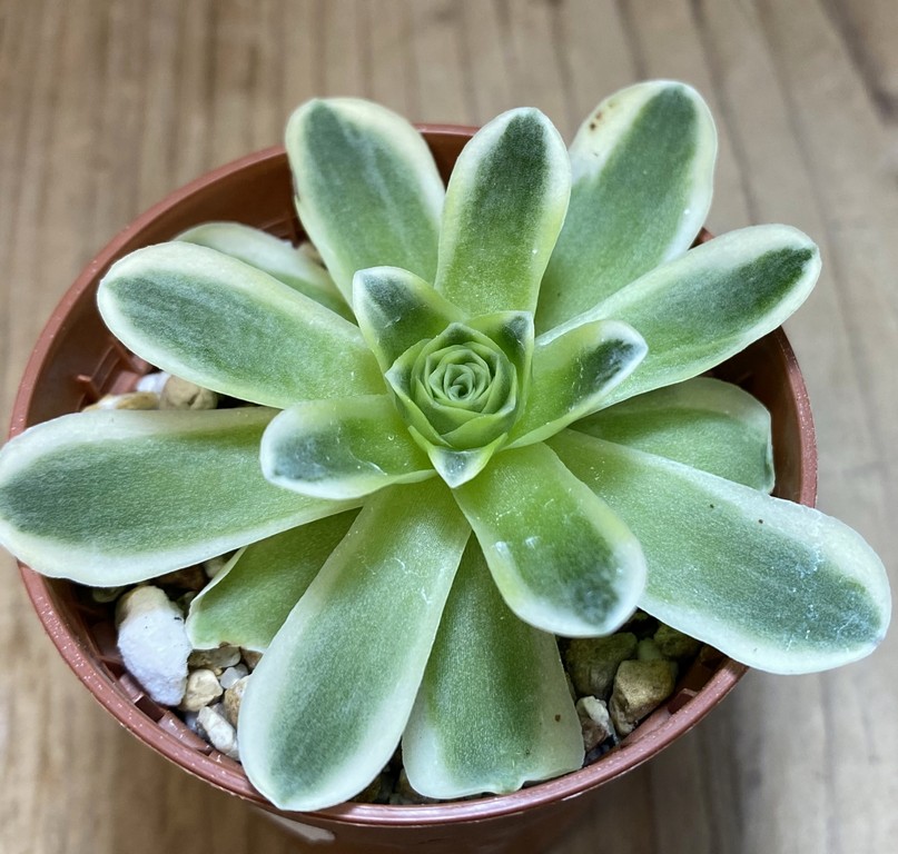 SH27381 Greenovia diplocycla f. variegata