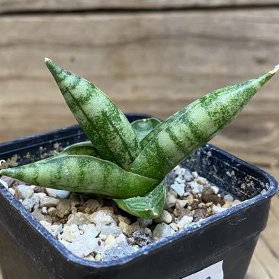 SH27382 Sansevieria 'Vienna'