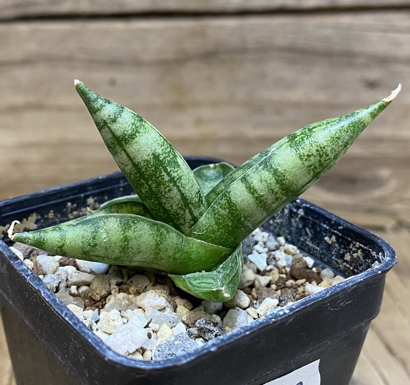 SH27382 Sansevieria 'Vienna'