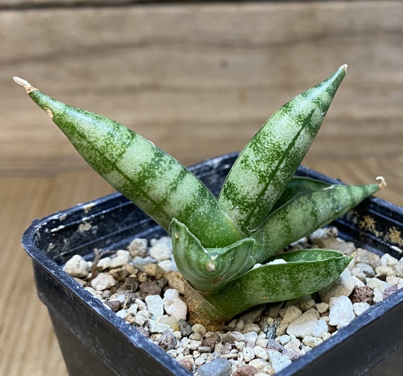 SH27382 Sansevieria 'Vienna' - Image 2