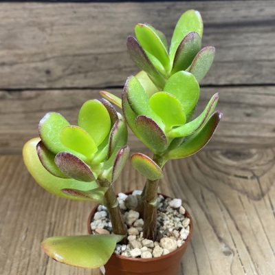 SH27384 Crassula ovata 'Minima'