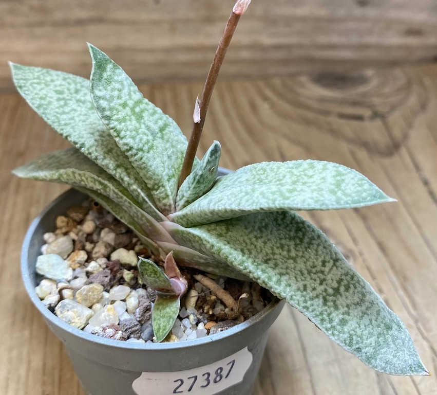 SH27387 Gasteria glauca