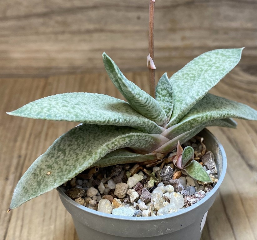 SH27387 Gasteria glauca - Image 2