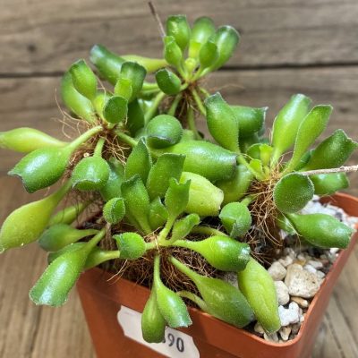 SH27390 Adromischus cristatus