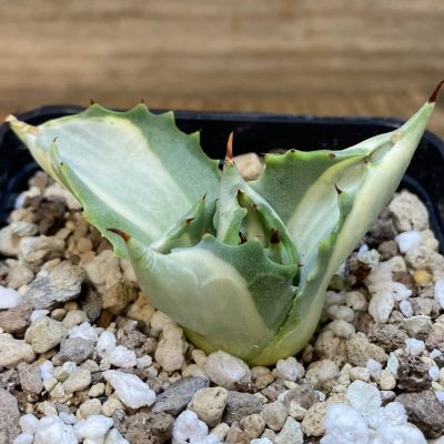 SH27393 Agave isthmensis f. variegata