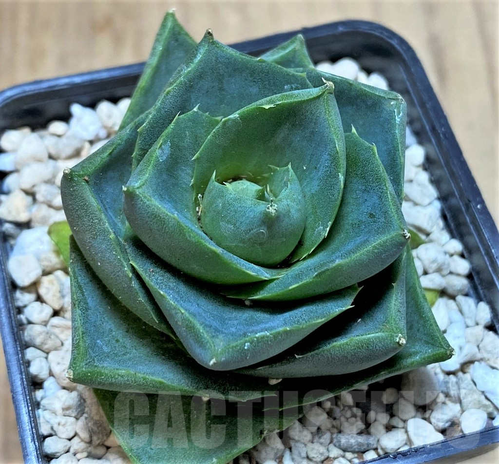 SHPR39901 Agave pixie - Image 2