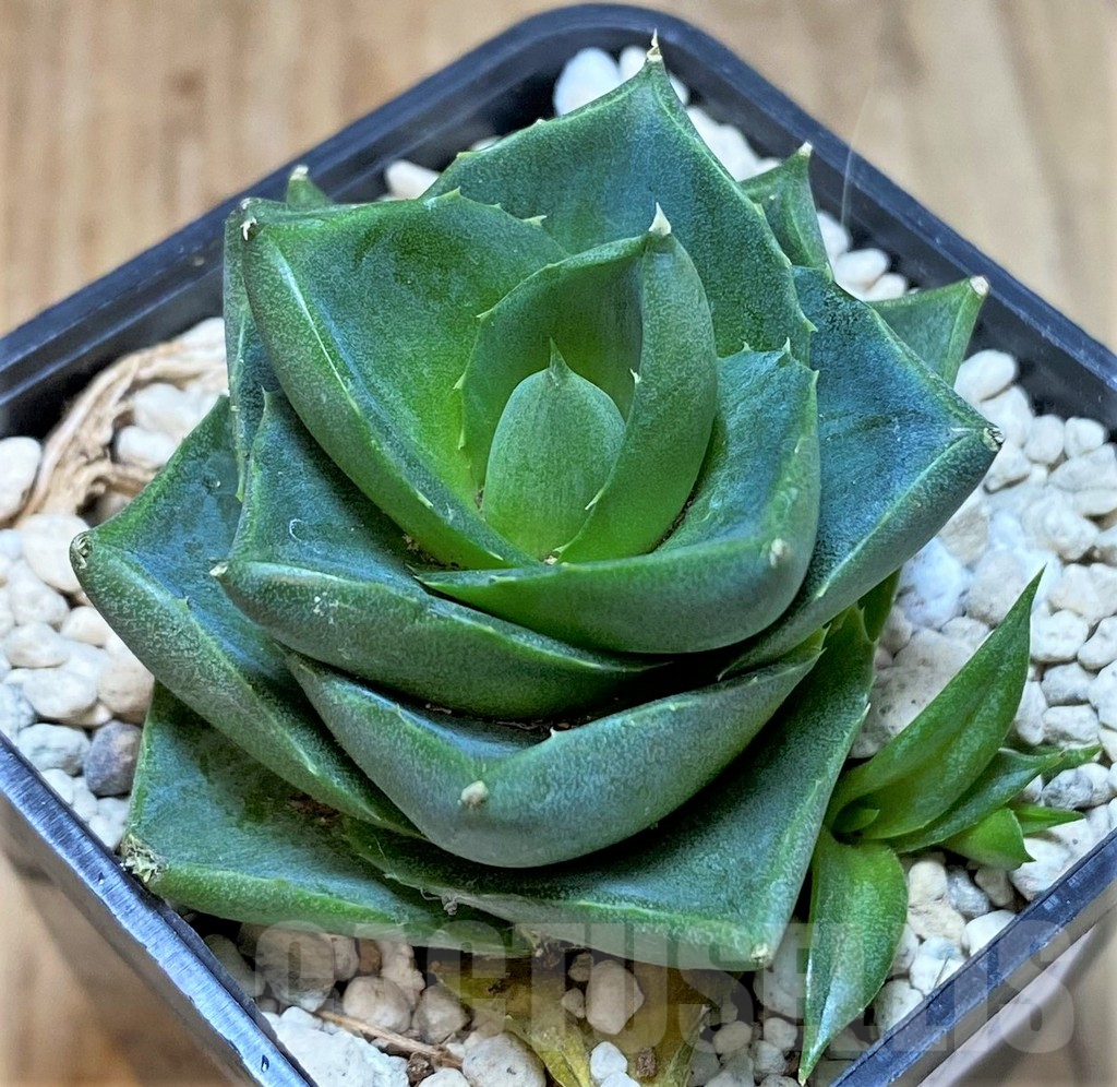 SHPR39902 Agave pixie