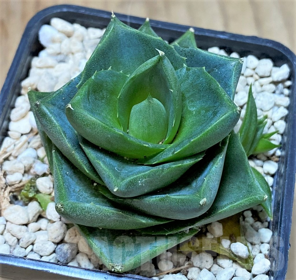 SHPR39902 Agave pixie - Image 2