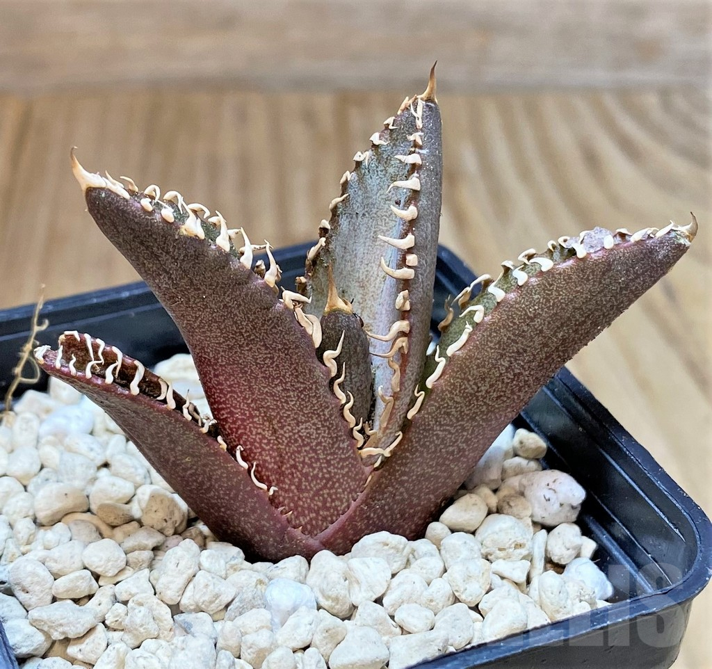 SHPR39909 Agave titanota 'Red Catweazle'