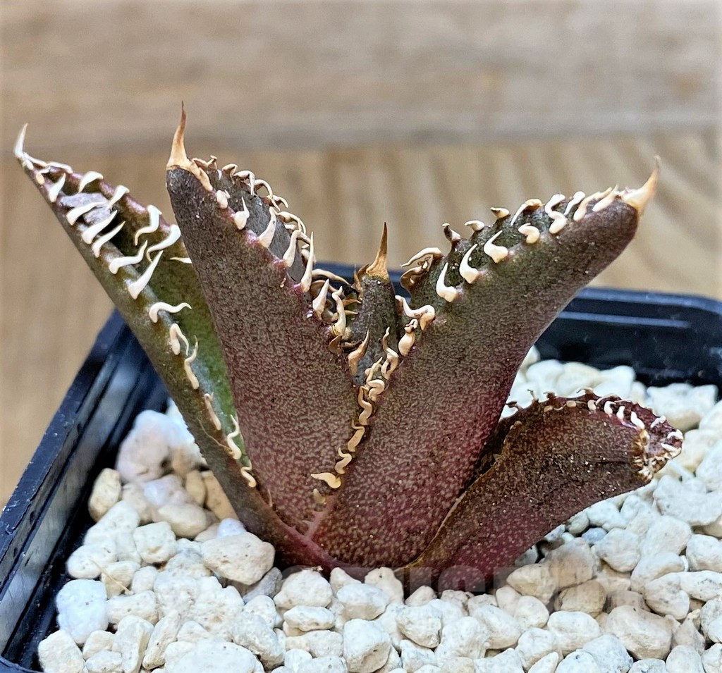 SHPR39909 Agave titanota 'Red Catweazle' - Image 2