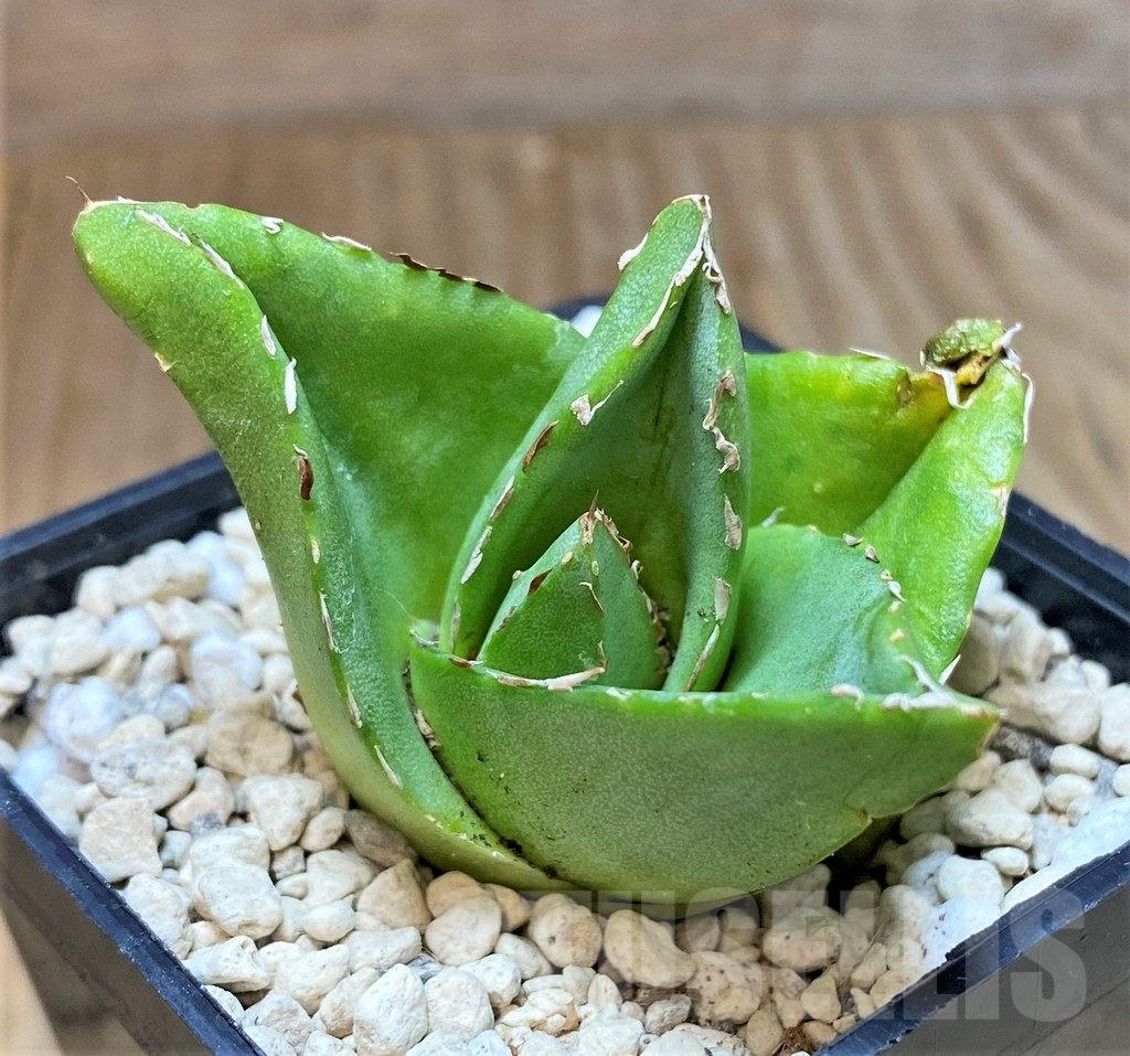 SHPR39913 Agave victoriae-reginae 'Compacta'