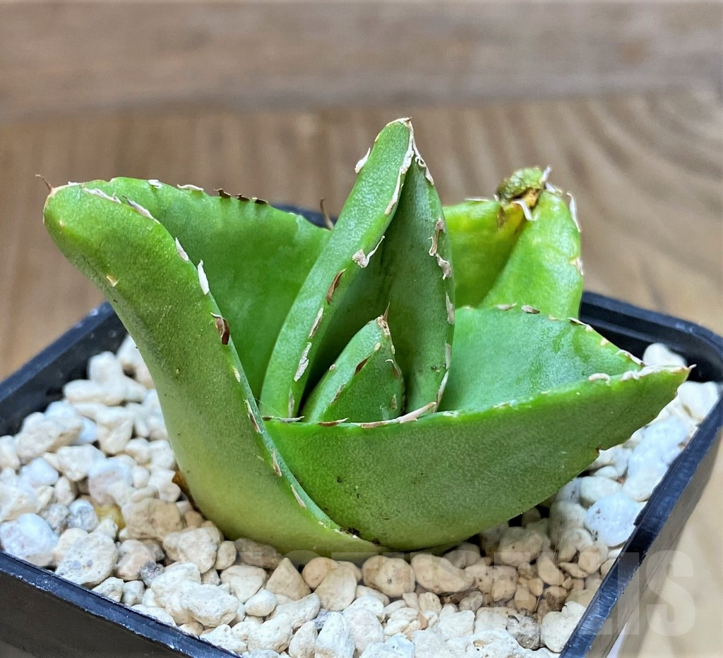 SHPR39913 Agave victoriae-reginae 'Compacta' - Image 2