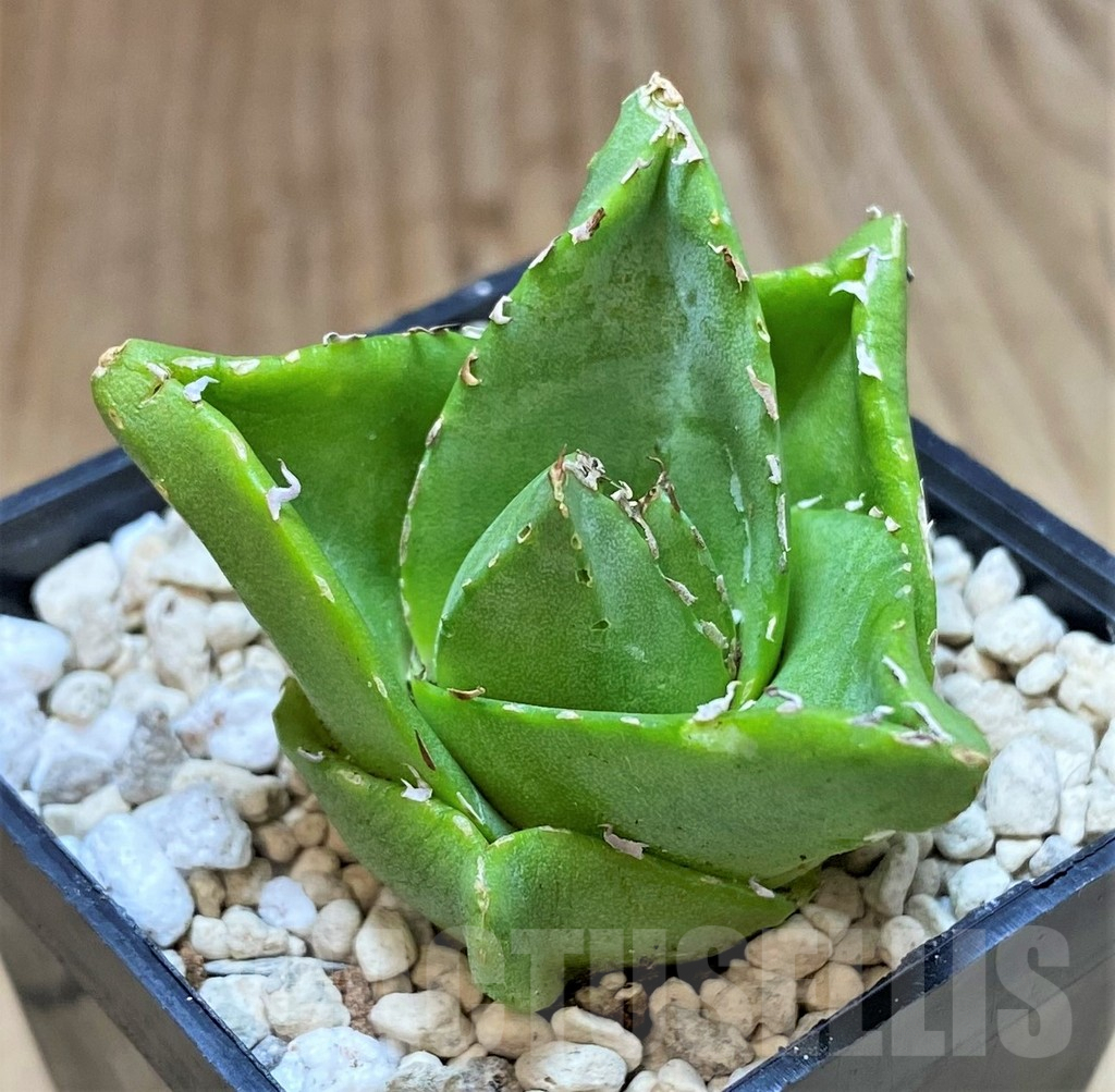 SHPR39914 Agave victoriae-reginae 'Compacta' - Image 2