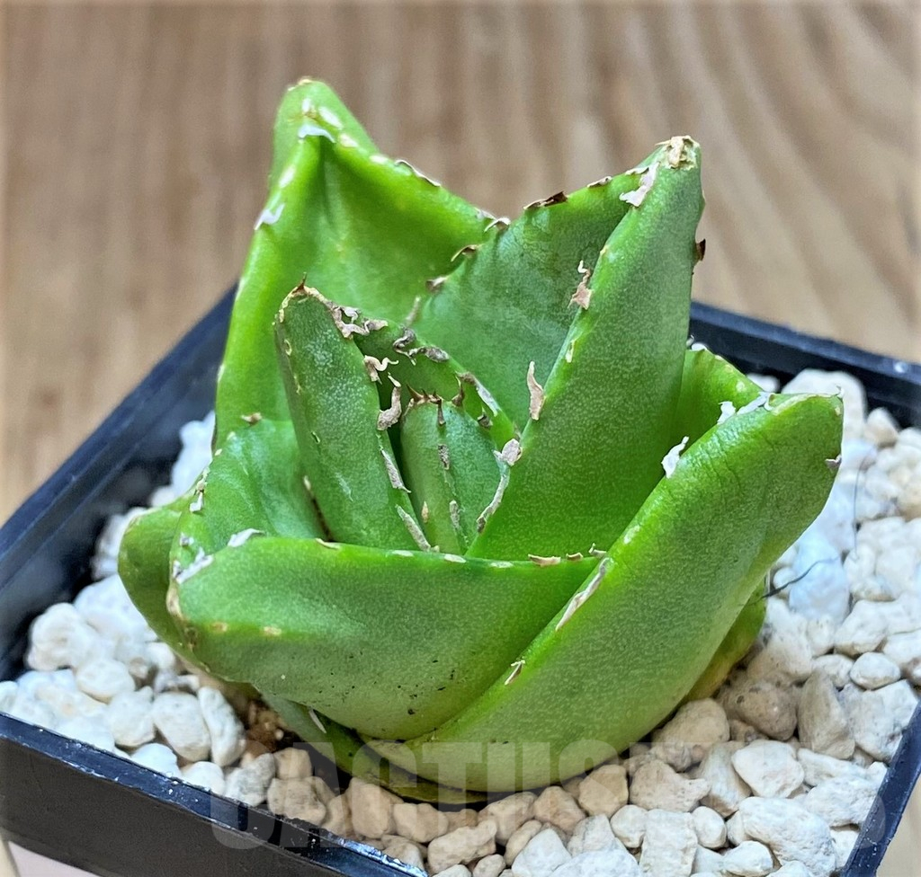 SHPR39914 Agave victoriae-reginae 'Compacta'